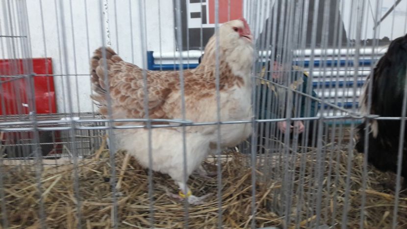  - Expo locala Sebes 2019