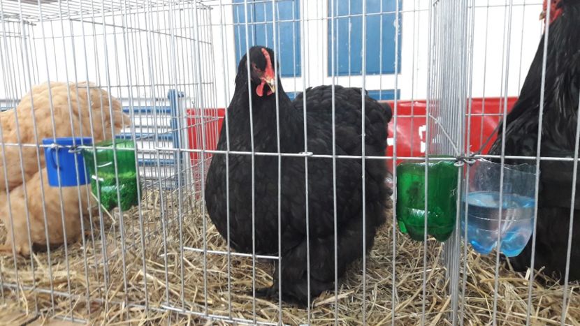  - Expo locala Sebes 2019