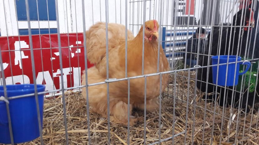  - Expo locala Sebes 2019