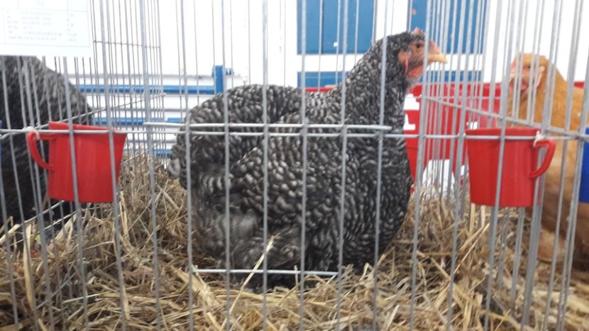  - Expo locala Sebes 2019