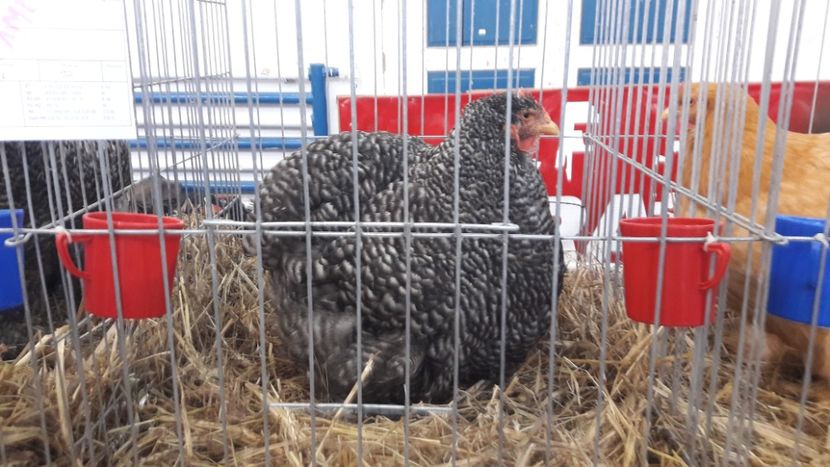  - Expo locala Sebes 2019