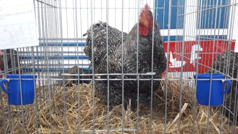  - Expo locala Sebes 2019