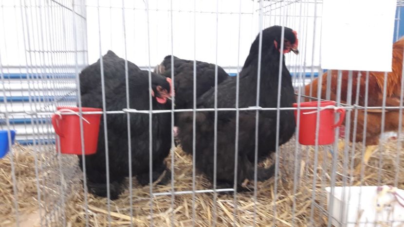  - Expo locala Sebes 2019