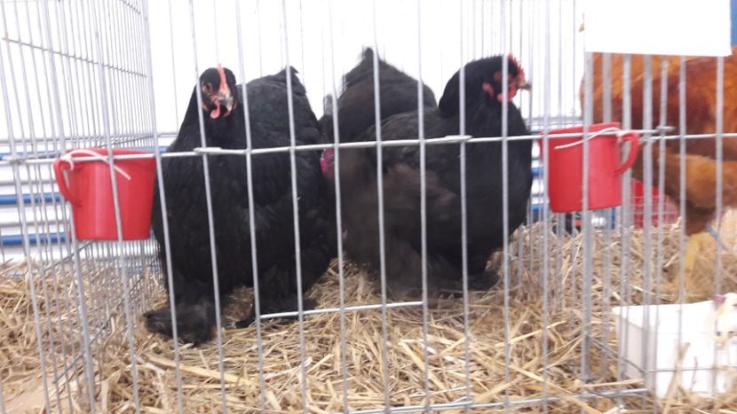  - Expo locala Sebes 2019