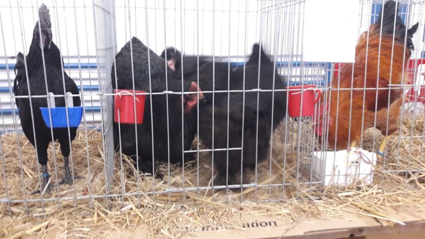  - Expo locala Sebes 2019