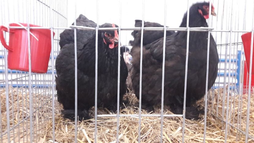  - Expo locala Sebes 2019