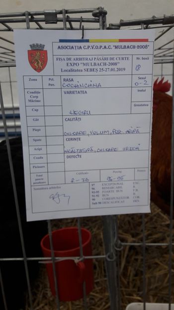  - Expo locala Sebes 2019