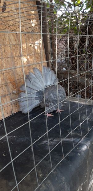  - Poze voltat englez