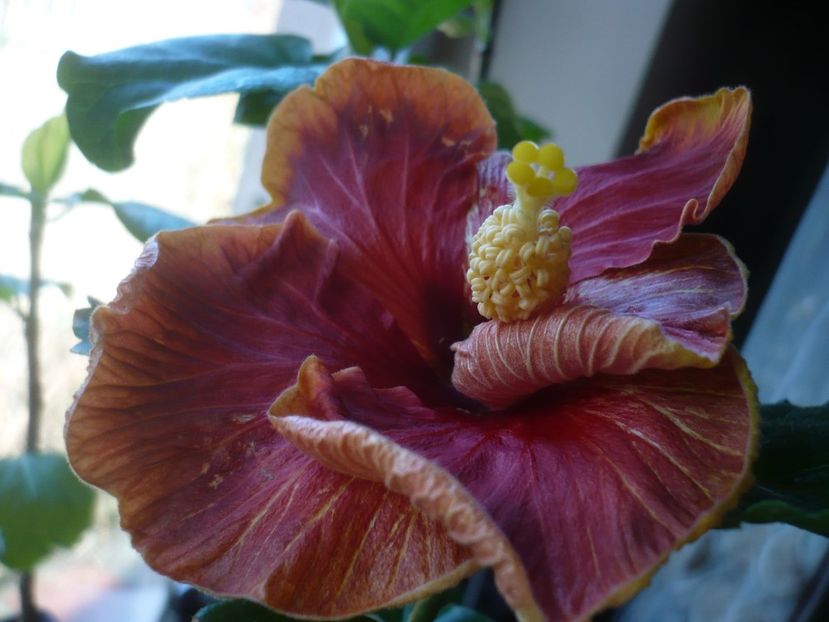 29.01.2019 - HIBISCUSI 2019-1