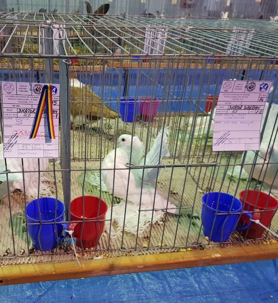  - u EXPO PASARI PORUMBEI SI ANIMALUTE DE CASA Plesuva Comarnic Ian 2019