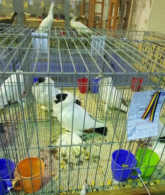  - u EXPO PASARI PORUMBEI SI ANIMALUTE DE CASA Plesuva Comarnic Ian 2019