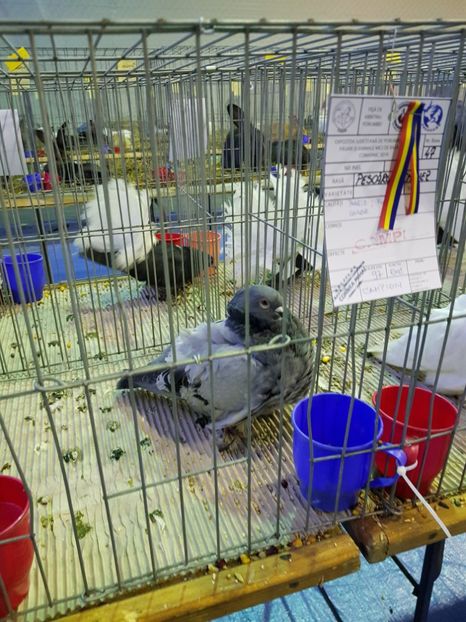  - u EXPO PASARI PORUMBEI SI ANIMALUTE DE CASA Plesuva Comarnic Ian 2019