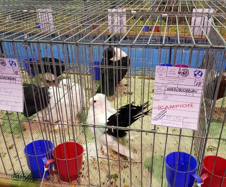  - u EXPO PASARI PORUMBEI SI ANIMALUTE DE CASA Plesuva Comarnic Ian 2019