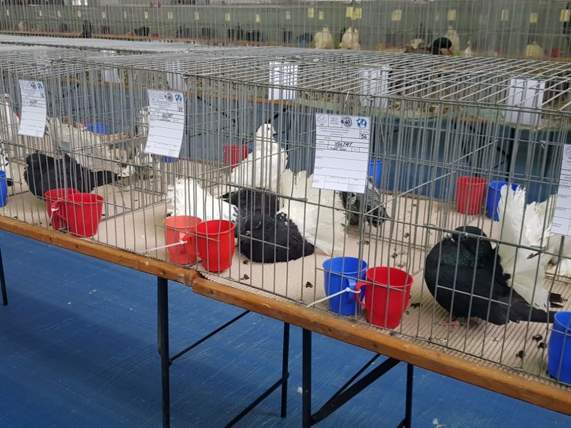  - u EXPO PASARI PORUMBEI SI ANIMALUTE DE CASA Plesuva Comarnic Ian 2019