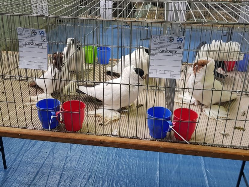  - u EXPO PASARI PORUMBEI SI ANIMALUTE DE CASA Plesuva Comarnic Ian 2019