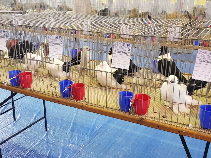  - u EXPO PASARI PORUMBEI SI ANIMALUTE DE CASA Plesuva Comarnic Ian 2019