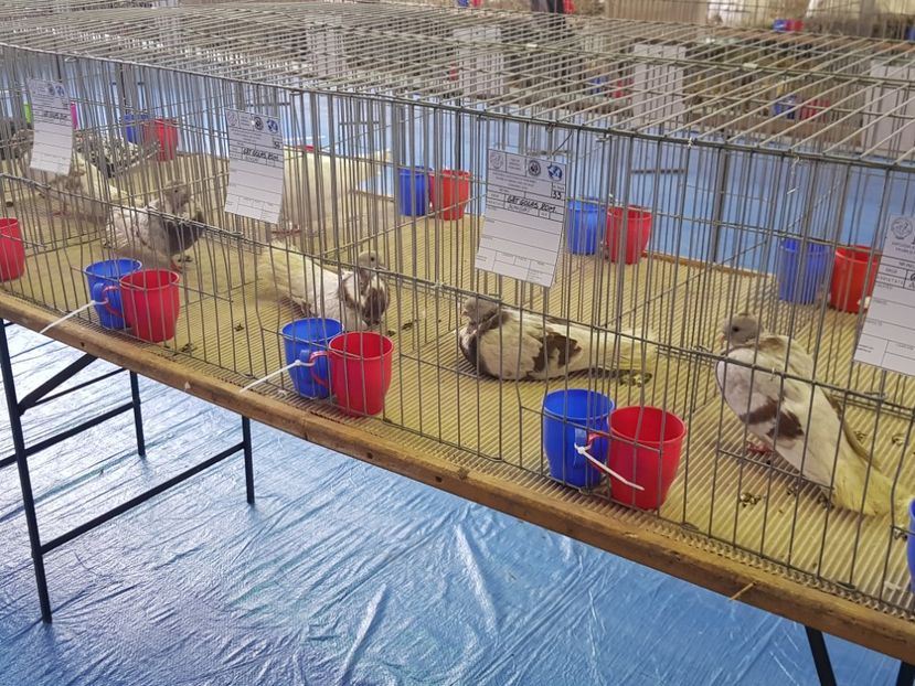  - u EXPO PASARI PORUMBEI SI ANIMALUTE DE CASA Plesuva Comarnic Ian 2019