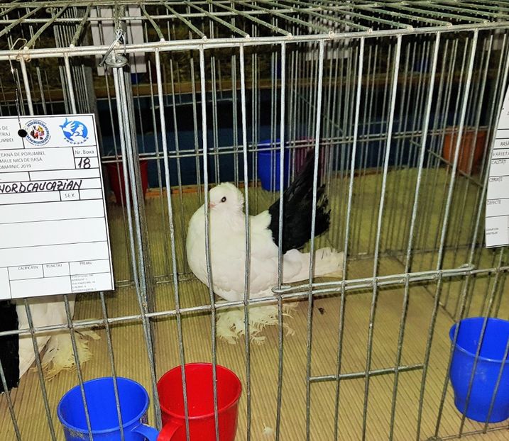  - u EXPO PASARI PORUMBEI SI ANIMALUTE DE CASA Plesuva Comarnic Ian 2019