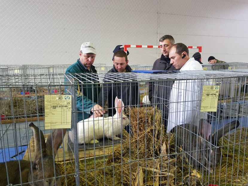  - u EXPO PASARI PORUMBEI SI ANIMALUTE DE CASA Plesuva Comarnic Ian 2019