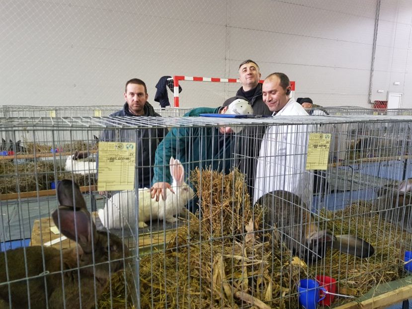  - u EXPO PASARI PORUMBEI SI ANIMALUTE DE CASA Plesuva Comarnic Ian 2019