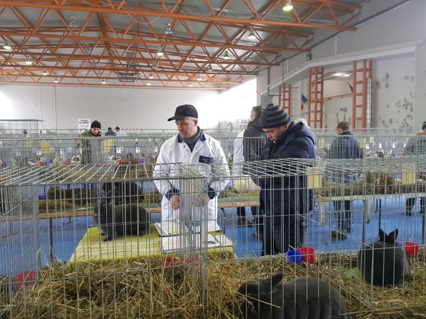  - u EXPO PASARI PORUMBEI SI ANIMALUTE DE CASA Plesuva Comarnic Ian 2019