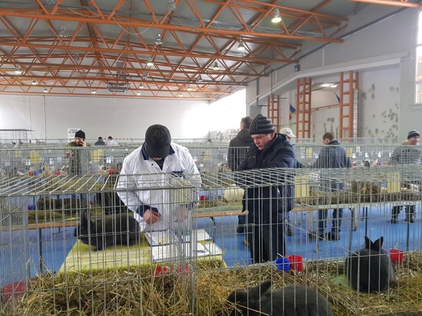 20190125_125752(0) - u EXPO PASARI PORUMBEI SI ANIMALUTE DE CASA Plesuva Comarnic Ian 2019