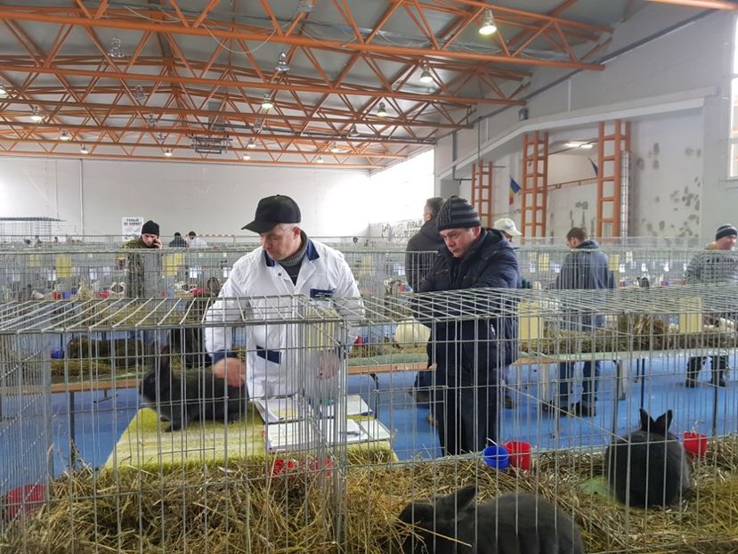  - u EXPO PASARI PORUMBEI SI ANIMALUTE DE CASA Plesuva Comarnic Ian 2019