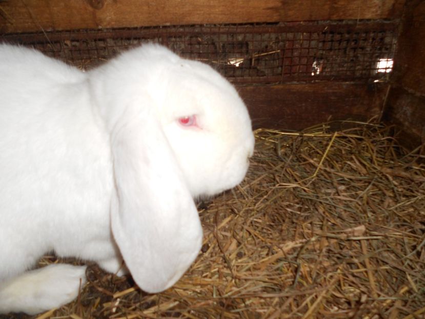  - Imagini crescatorie IANUARIE 2019