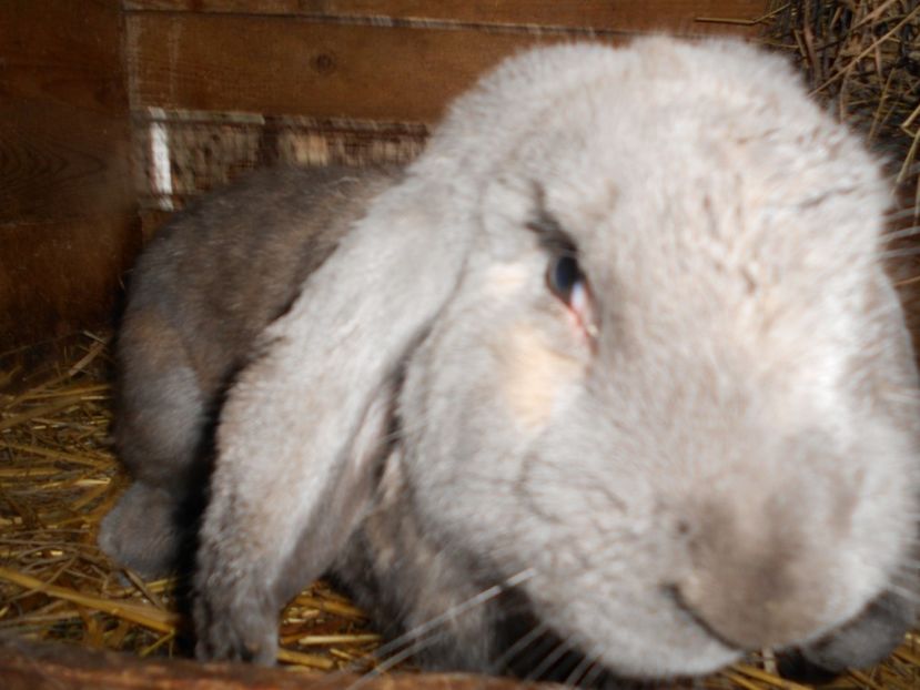  - Imagini crescatorie IANUARIE 2019