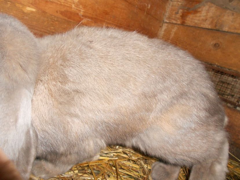  - Imagini crescatorie IANUARIE 2019