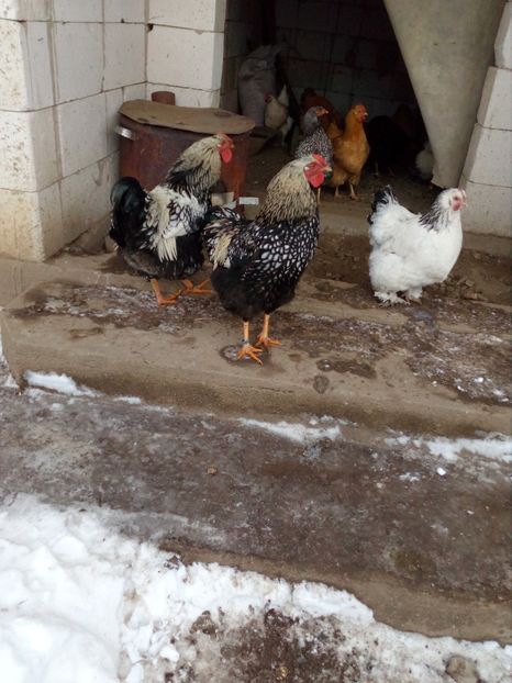  - Poze cu gaini rasa Wyandotte argintiu si auriu