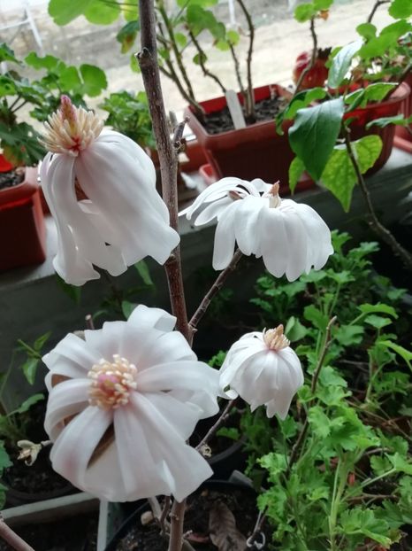 29.01.2019 - Magnolia stellata