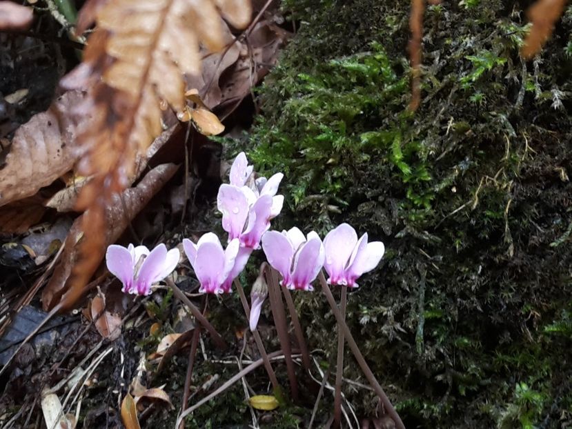 mini cyclamen - minunatie din grecia