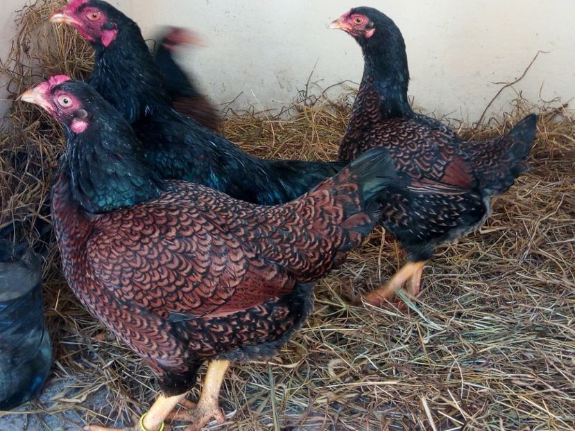  - Combatant indian talie mare