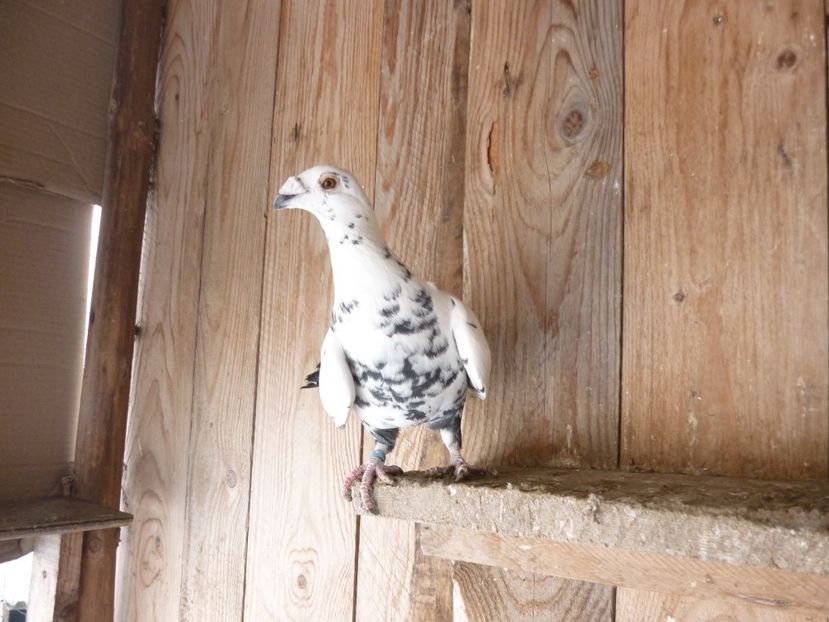 F-2018 - Voiajori stil vechi 2019