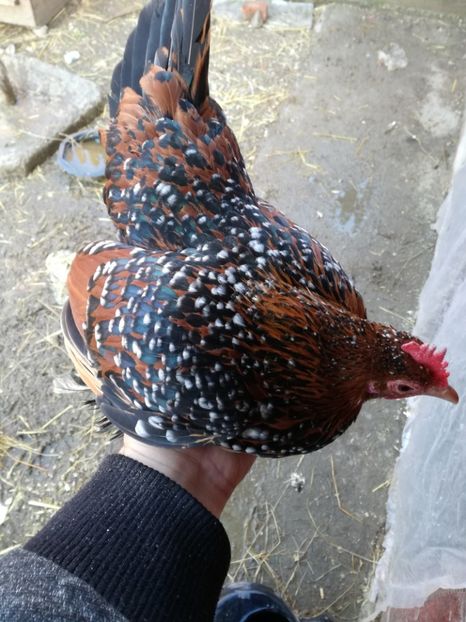  - Mii de flori porțelan