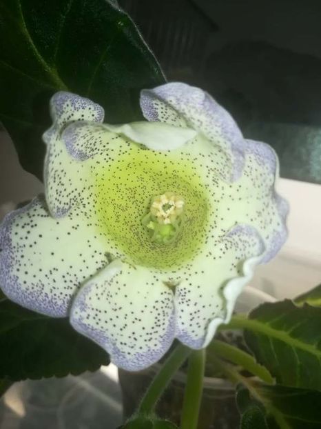 19-9 - gloxinii si minisiningii 2019