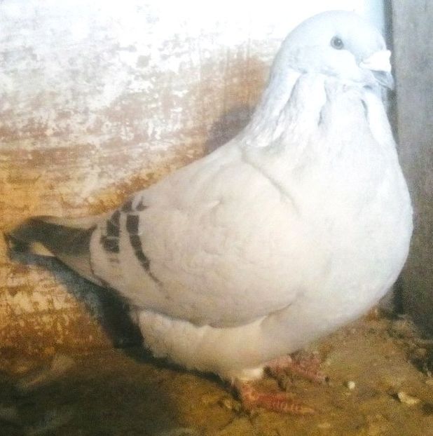  - - A - CRESCATOR POLIVALENT