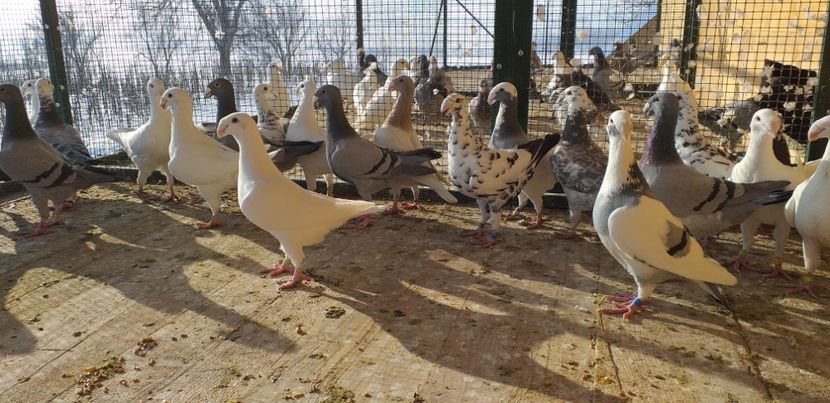  - A 0 GERMANI DE FRUMUSETE MATCA 2018 MASCULI SI FEMELE