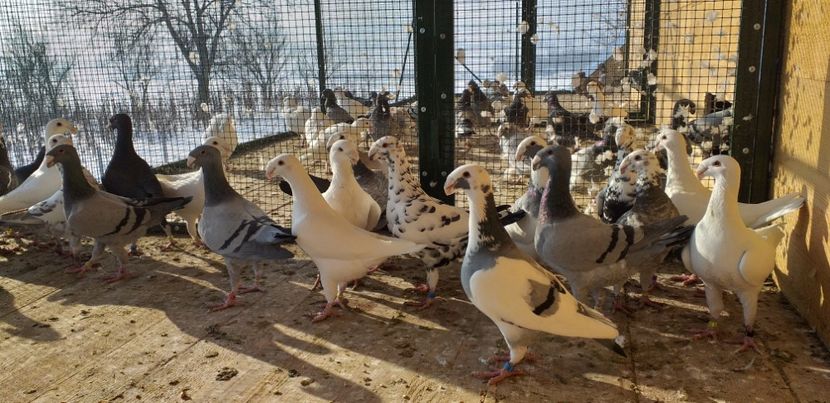  - A 0 GERMANI DE FRUMUSETE MATCA 2018 MASCULI SI FEMELE