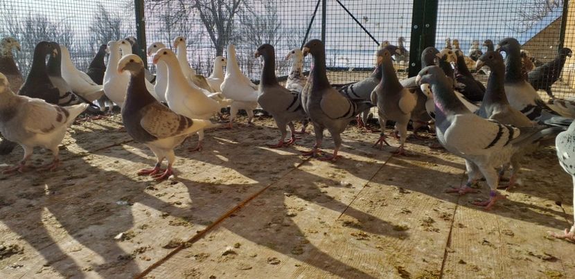  - A 0 GERMANI DE FRUMUSETE MATCA 2018 MASCULI SI FEMELE