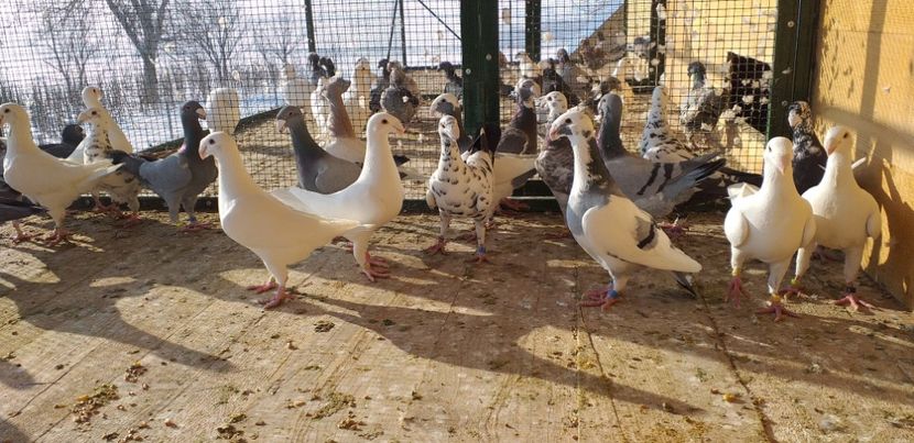  - A 0 GERMANI DE FRUMUSETE MATCA 2018 MASCULI SI FEMELE