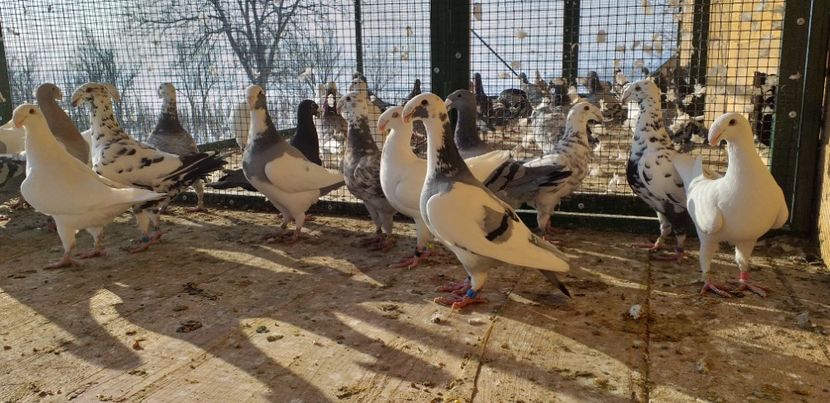  - A 0 GERMANI DE FRUMUSETE MATCA 2018 MASCULI SI FEMELE