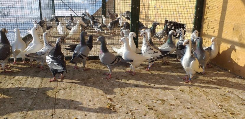  - A 0 GERMANI DE FRUMUSETE MATCA 2018 MASCULI SI FEMELE