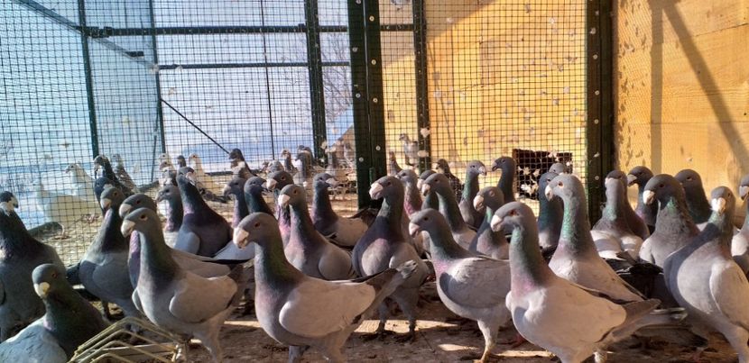  - A 0 GERMANI DE FRUMUSETE MATCA 2018 MASCULI SI FEMELE