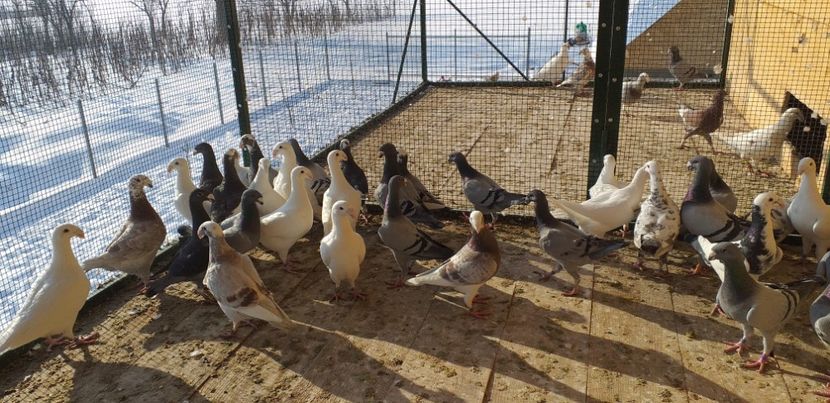  - A 0 GERMANI DE FRUMUSETE MATCA 2018 MASCULI SI FEMELE