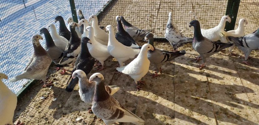  - A 0 GERMANI DE FRUMUSETE MATCA 2018 MASCULI SI FEMELE