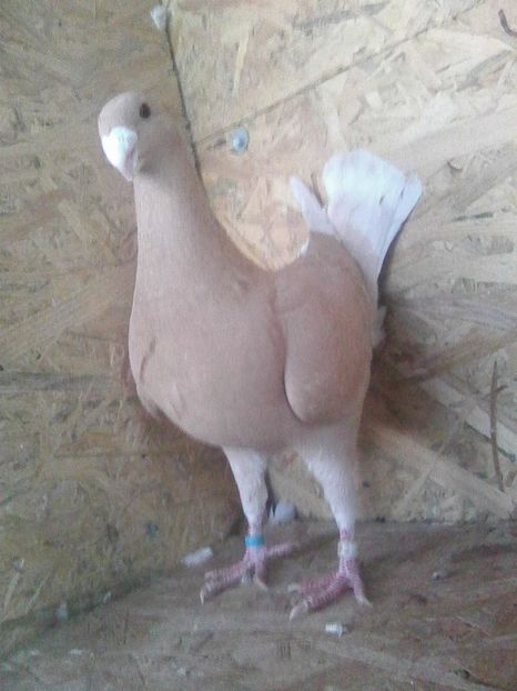 F 2018 - De vanzare 2019