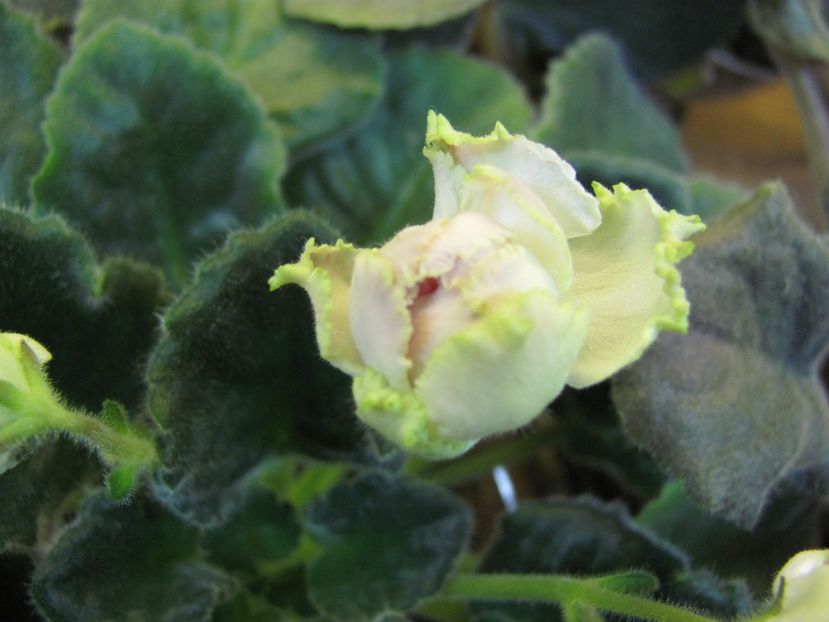  - ZZLE Parnaskya Roza