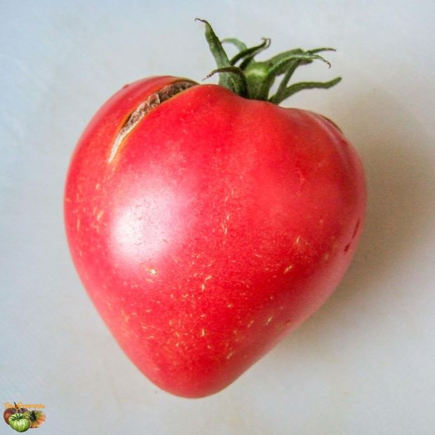 copiata tomatofifou - SEMINTE ROSII - T 299 JAPANESE OXHEART - BRUNO ????????